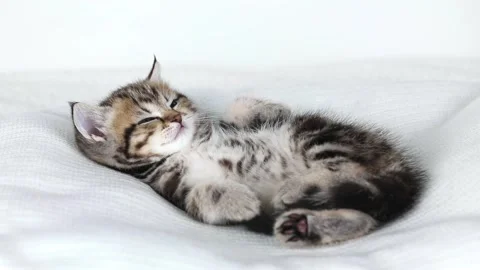 Small brown kitten scottish straight lies sleepy on his back Stock-Footage 196372588