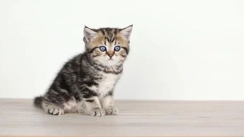 A small brown kitten sits on the floor and walks away Video stock 196372589