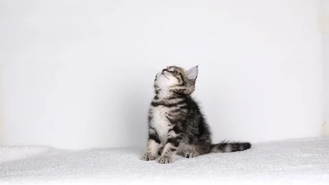 A small brown kitten sits on a light background Video stock 201129944