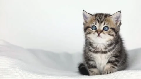 A small brown kitten sits on a light background and looks around Stockbeeldmateriaal 223403324