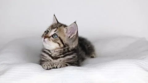 A small brown kitten sits on a light background and looks around Stock Footage 233209400