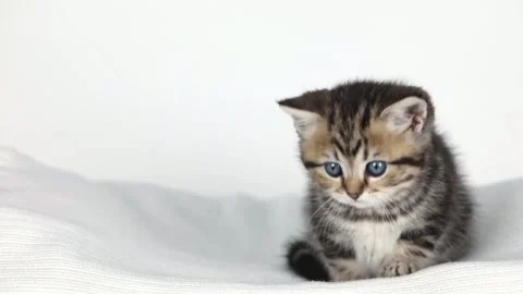 A small brown kitten sits on a light background and looks around Stock Footage 234662915