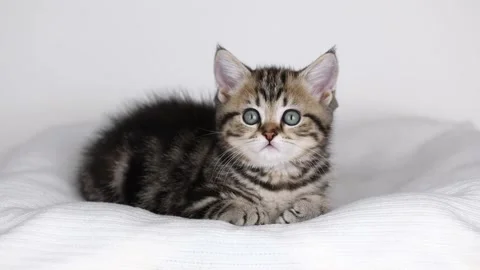 A small brown kitten sits on a light background and looks around 動画素材 236348802