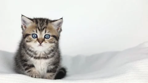 A small brown kitten sits on a light background and looks around Stock Footage 236599056