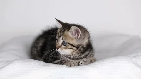 A small brown kitten sits on a light background and looks around Stock-Footage 237507414