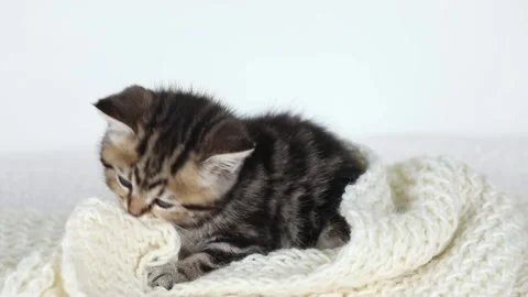 A small brown kitten sits on a light background and looks around Stock Footage 238030730