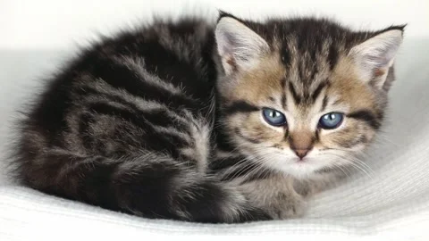 A small brown kitten sits on a light background and looks around Vidéo 240481231