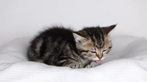 A small brown kitten sits on a light background and looks around Stock-Footage 241007801