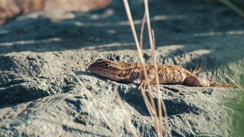 Small brown lizard basking on a grey textured rock 動画素材 339749455