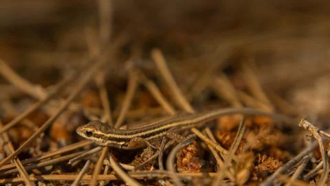 Small brown lizard basking in the sun, summer Stock Photos