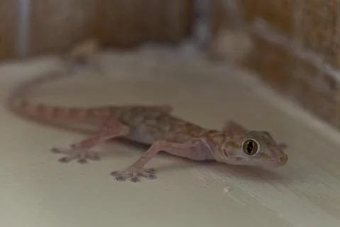 A small brown lizard in the corner of the room. Stock Photos