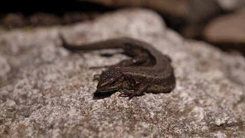 A small brown lizard lies on a stone. Stock Footage 129712938