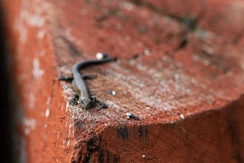 Small brown lizard with a long slender tail rests calmly upon the textured .. Foto stock