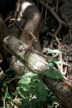 Small brown lizard perched on weathered wooden log Stock Photos