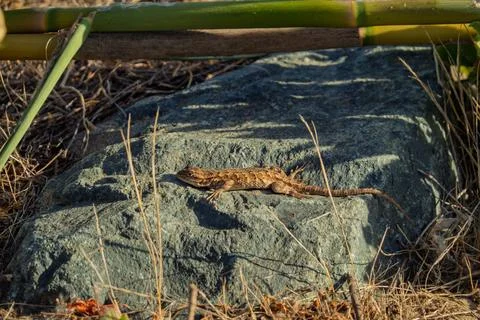 A small brown lizard resting on stone Stock Photos