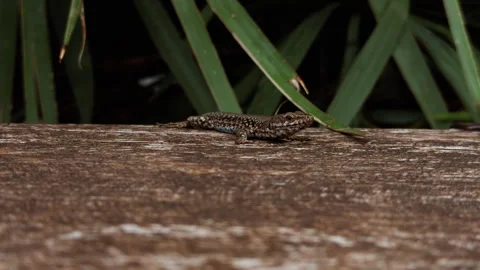 Small Brown Lizard Resting on a Wooden Surface Beside Green Leaves Stock Footage 346242239