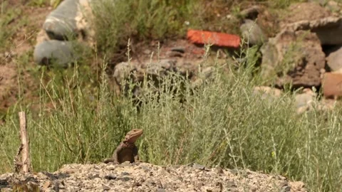 Small brown lizard sits on a rocky surface surrounded by green grass and shrubs Stock Footage 318539703