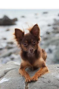 Small Brown Long-Haired Dog Sitting on a Seaside Rock Stock-Fotos