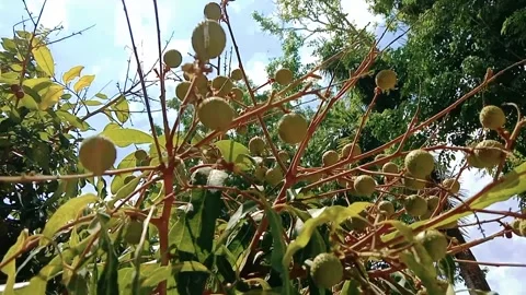 Small brown longan fruit hanging on a branch tree Stock Footage 316583547