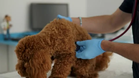Small brown Maltipoo doing veterinary check-up proper medical care for pets pet Stock Footage 280490767