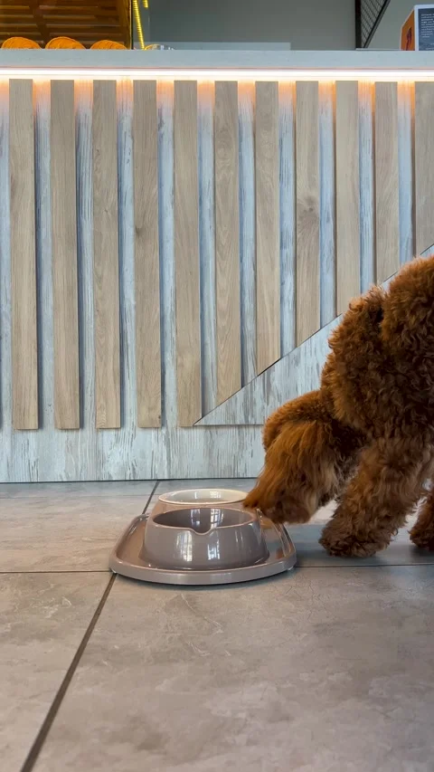 Small brown Maltipoo stands on floor savoring meal from bowl pet care balanced Stock Footage 280128878