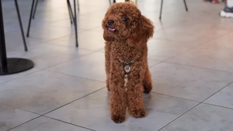 Small brown Maltipoo stands on tiled floor embodying joy that pets bring into Stock Footage 280079208