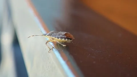 Small brown marmorated stink bug walking on metal railing Stock-Footage 315358363