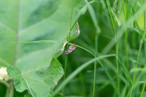 Small brown May bug resting on green grass blade near broadleaf plant Stock Photos
