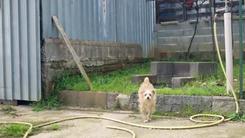 Small brown mongrel dog walking outdoors in the backyard, funny puppy running to Stock Footage 313127205