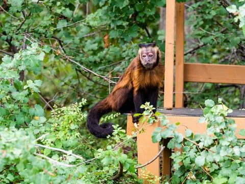 Small brown monkey with beady eyes making funny faces. Foto stock