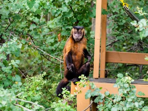 Small brown monkey with beady eyes making funny faces. Stock Photos