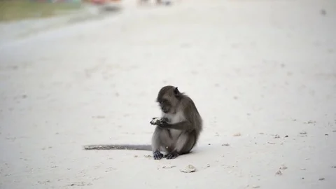 A small brown monkey sits and eating on a beach in Phi-phi, Thailand Stock Footage 73918427