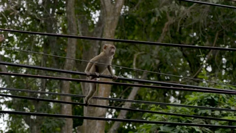 Small brown monkey walking over electric cable lines in tropical urban Vídeo Stock 305848387