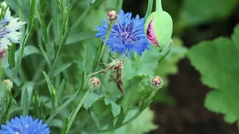 Small brown moth clings to a vivid blue cornflower, feeding quietly among Stock Footage 341331604