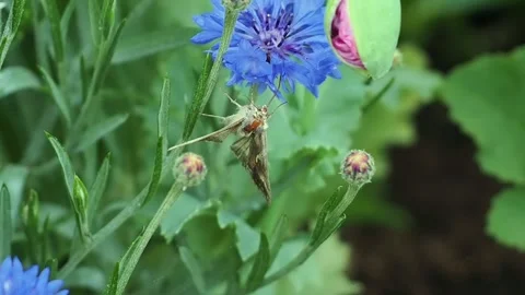 Small brown moth clings to a vivid blue cornflower, feeding quietly among Stock Footage 341479242