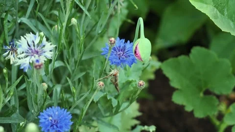 Small brown moth clings to a vivid blue cornflower, a long proboscis feeding in Stock Footage 341561745