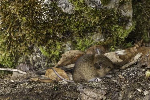 Small brown mouse in the dense forest of the Plitvice Lakes National Park in  Stock Photos