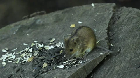 Small brown mouse eats sunflower seeds on weathered wood Stock Footage 345969619