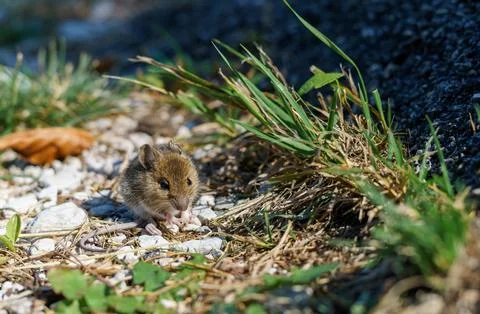 A small brown mouse sits on the ground, looking curiously at the camera Stock Photos