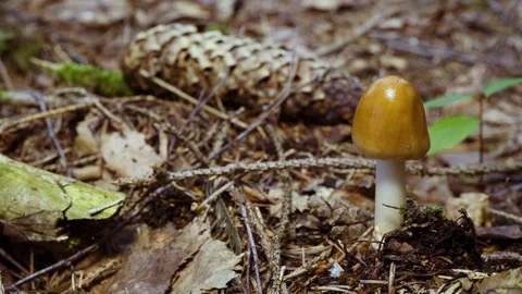 Small brown mushroom in the forest Видео 94427454