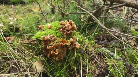 Small brown mushrooms between moss at a stump in the forest at fall. Stock Footage 217639728