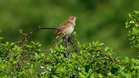Small Brown Nightingale Singing On Green Bush Branches In Natural Sunlight Stock Footage 336564511