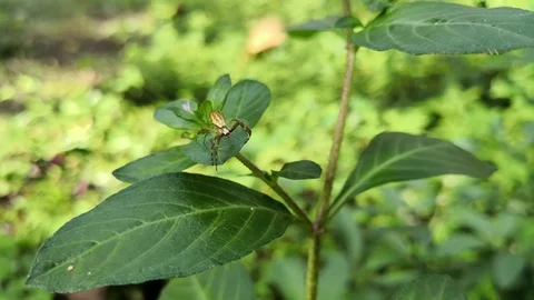 Small brown orb weaver spider over the green leaf of a wild plant Stock Footage 100137325