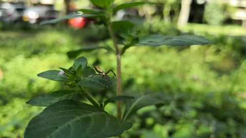 Small brown orb weaver spider in a park with people walking in the background Stock Footage 100137340