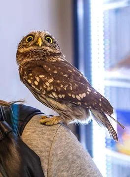 Small brown owl perched on a persons shoulder in a bright indoor setting 스톡 사진