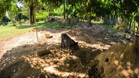 Small Brown Pig Standing in the Forest Stock Footage 240883108