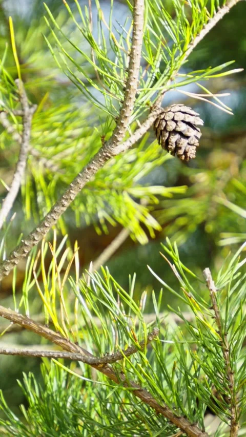 Small brown pine cone on green tree branch Stock Footage 347456535