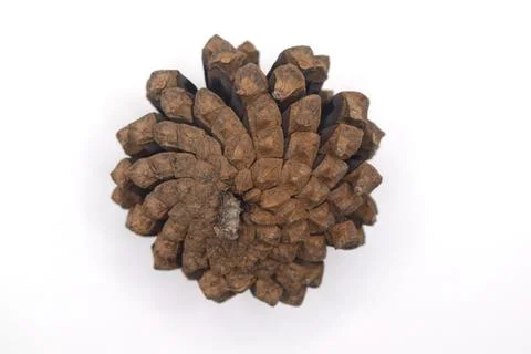 A small brown pine cone on a white background Stock-Fotos