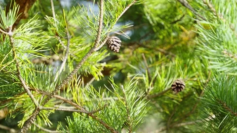Small Brown Pine Cones Hanging on Green Branches Stock Footage 345983848