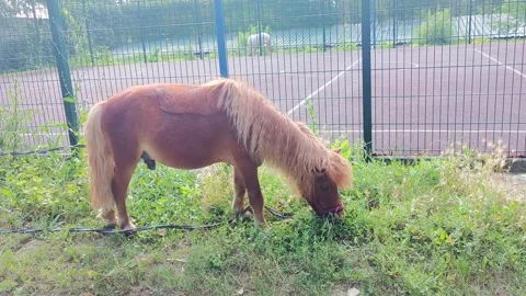 A small brown pony with a blond mane grazing on grass near a fence. Concept.. Stock Footage 279056698